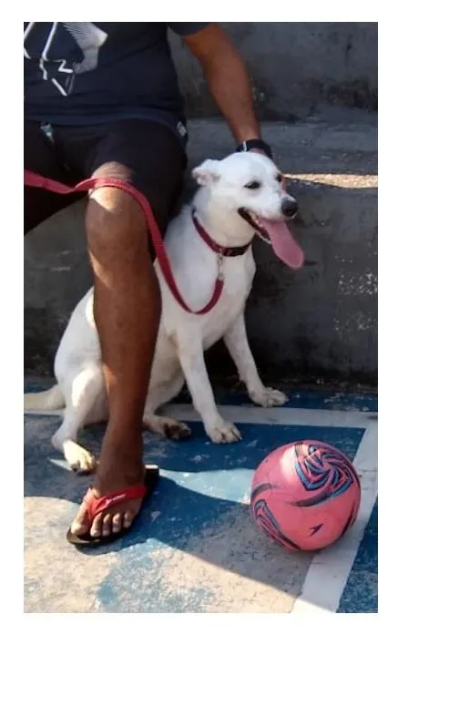 Cachorro raça Labrador idade 1 ano nome NINA
