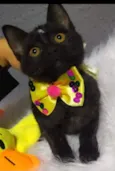 Fofinha