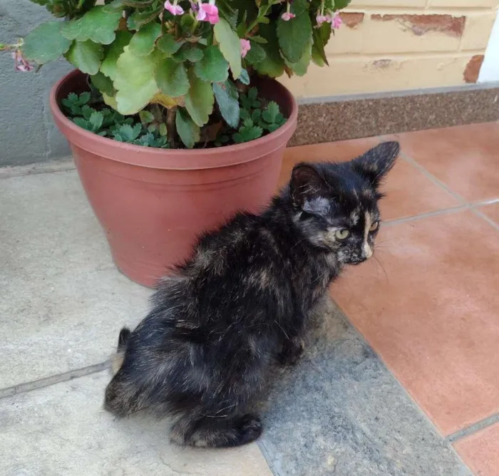 Gato ra a SRD-ViraLata idade 2 a 6 meses nome PRADA