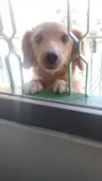 Cachorro raça SRD  idade 2 a 6 meses nome Sem nome