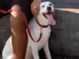 NINA