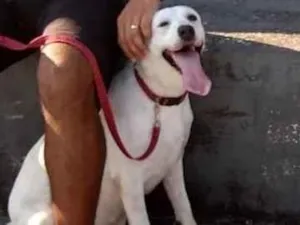 Cachorro raça Labrador idade 1 ano nome NINA