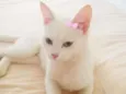 Lua