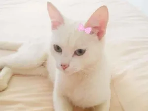 Gato raça SRD-ViraLata idade 7 a 11 meses nome Lua
