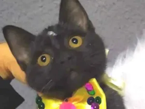 Gato raça SRD-ViraLata idade 2 a 6 meses nome Fofinha