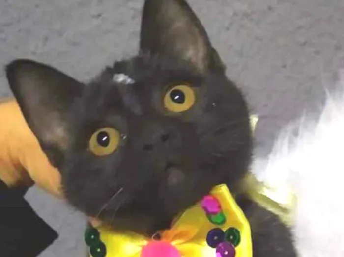 Gato ra a SRD-ViraLata idade 2 a 6 meses nome Fofinha