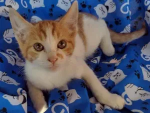 Gato raça SRD-ViraLata idade 2 a 6 meses nome Noah