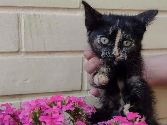 Gato ra a SRD-ViraLata idade 2 a 6 meses nome PRADA