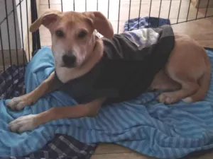 Cachorro raça SRD  idade 7 a 11 meses nome Hades
