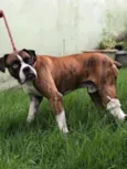 Baltazar