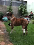 Baltazar