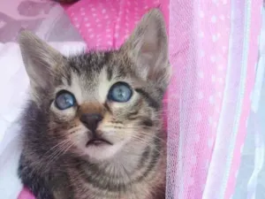 Gato raça SRD  idade Abaixo de 2 meses nome Sem nome