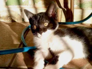 Gato raça  idade 2 a 6 meses nome Sebastian