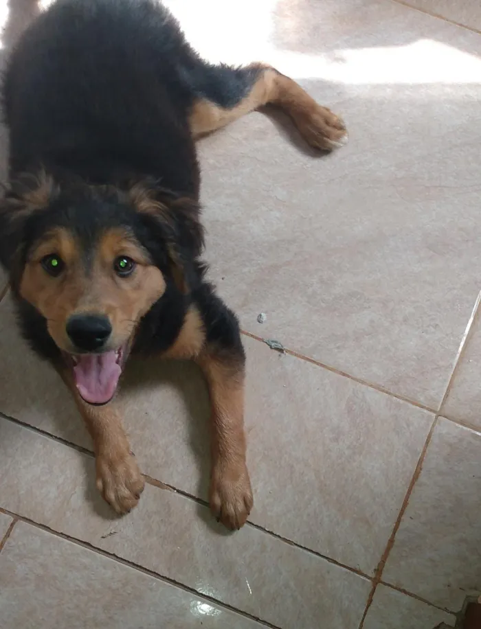 Cachorro ra a É misturado. Não sei a raça idade 2 a 6 meses nome Tobby