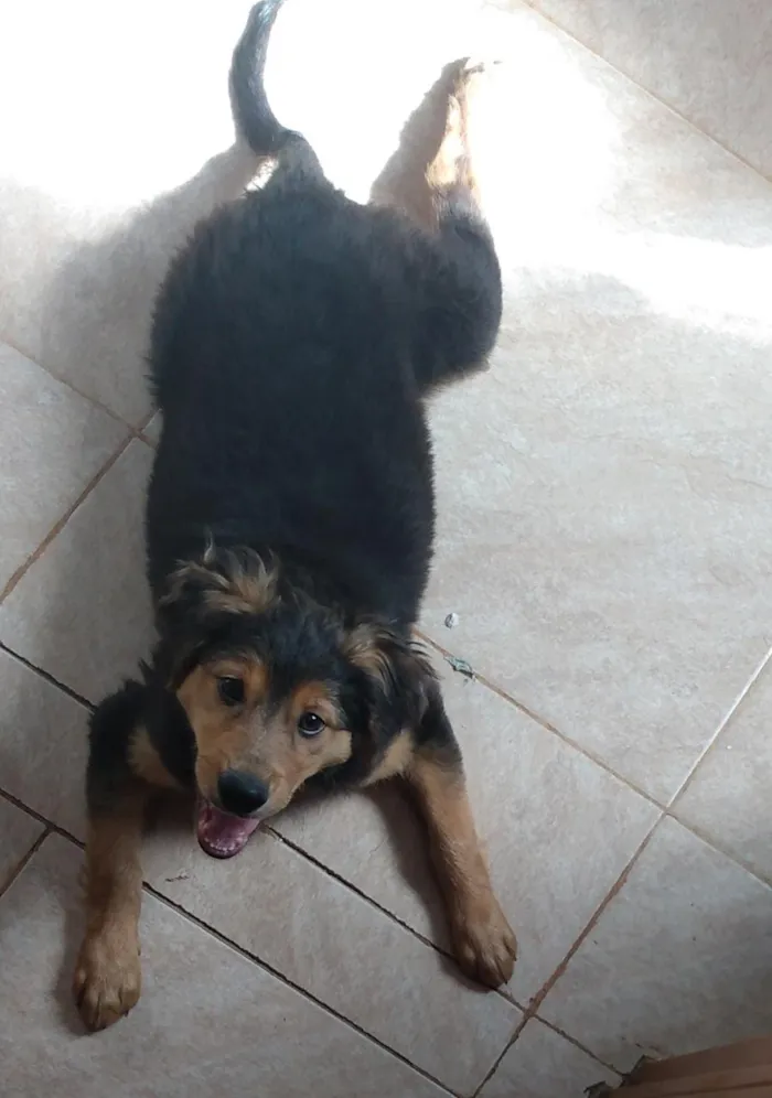 Cachorro ra a É misturado. Não sei a raça idade 2 a 6 meses nome Tobby