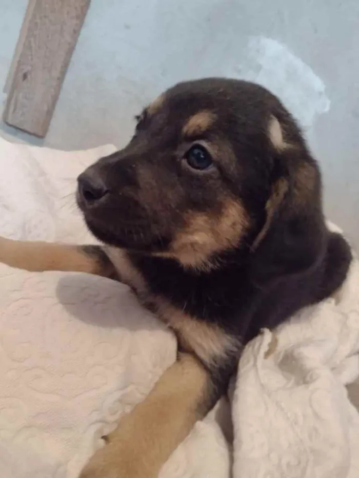 Cachorro ra a Vira Lata idade Abaixo de 2 meses nome Filhotes