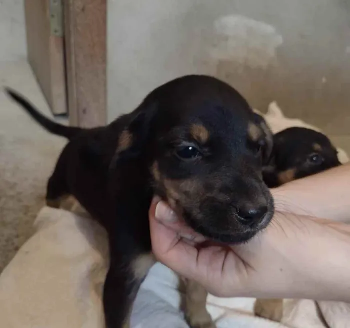 Cachorro ra a Vira Lata idade Abaixo de 2 meses nome Filhotes