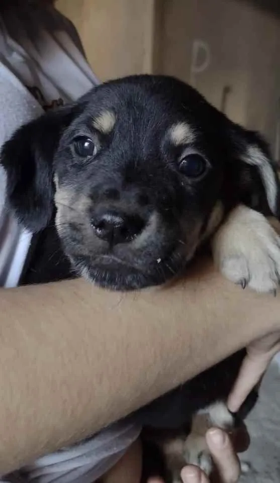 Cachorro ra a Vira Lata idade Abaixo de 2 meses nome Filhotes