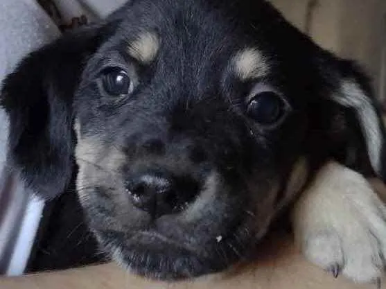 Cachorro ra a Vira Lata idade Abaixo de 2 meses nome Filhotes