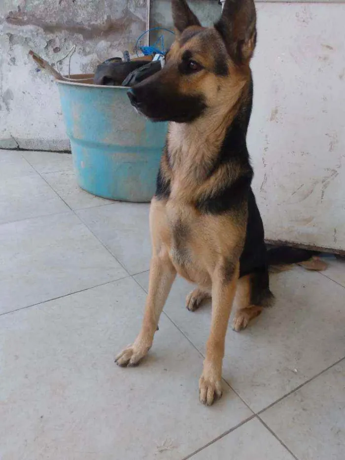 Cachorro raça Pastor alemão idade 1 ano nome Meg