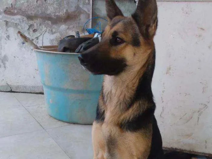 Cachorro raça Pastor alemão idade 1 ano nome Meg