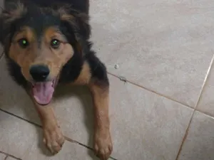 Cachorro raça É misturado. Não sei a raça idade 2 a 6 meses nome Tobby