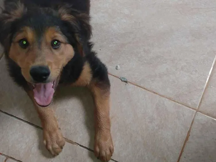 Cachorro ra a É misturado. Não sei a raça idade 2 a 6 meses nome Tobby