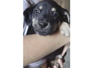 Cachorro raça Vira Lata idade Abaixo de 2 meses nome Filhotes