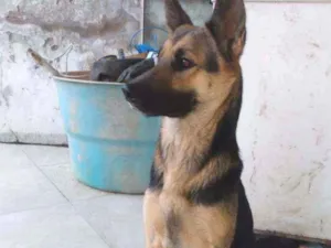 Cachorro raça Pastor alemão idade 1 ano nome Meg