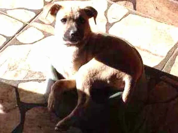 Cachorro raça SRD idade 2 a 6 meses nome Não  tem