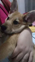 Cachorro raça SRD idade 2 a 6 meses nome Sofia