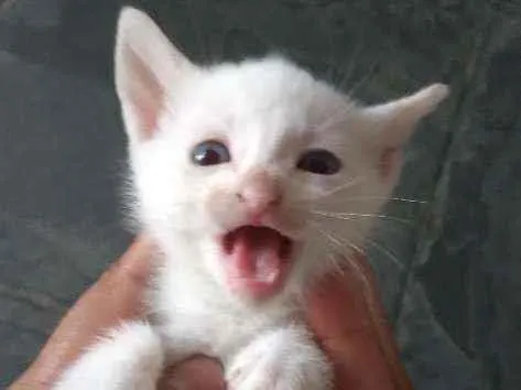 Gato ra a Misturado idade Abaixo de 2 meses nome Lola,ioda,nina