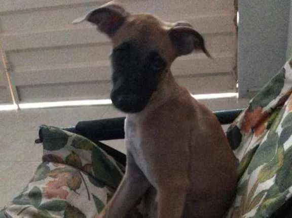 Cachorro raça não sei idade 2 a 6 meses nome Melzinha