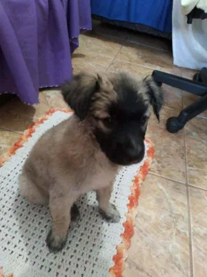 Cachorro raça SRD idade  nome Não  tem