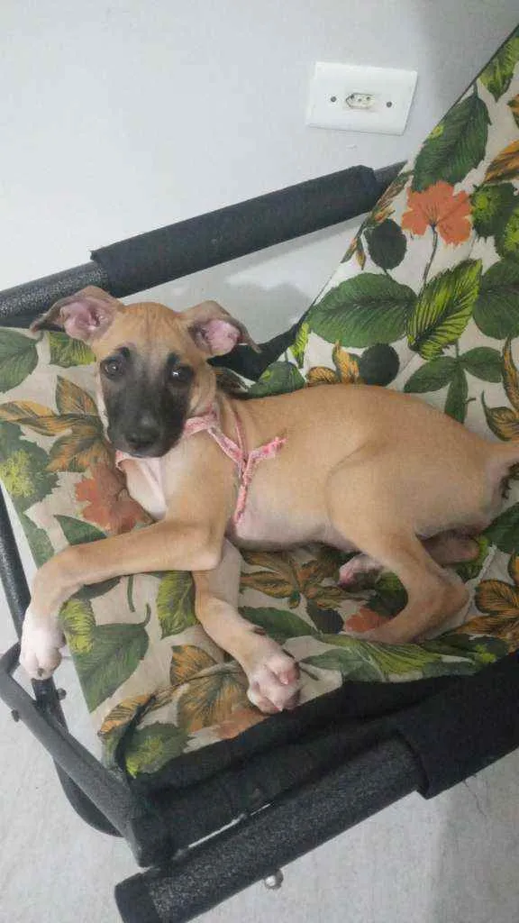 Cachorro raça não sei idade 2 a 6 meses nome Melzinha