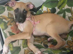 Cachorro raça não sei idade 2 a 6 meses nome Melzinha