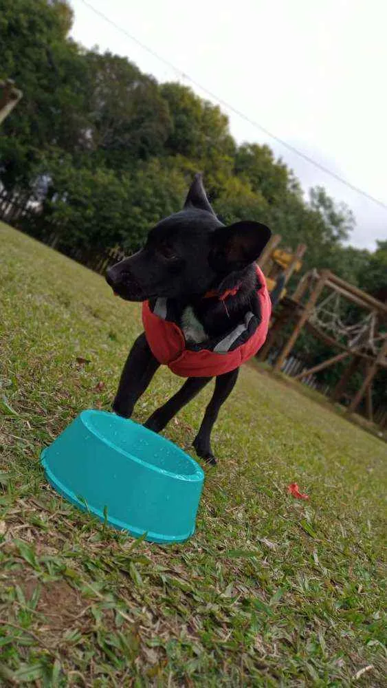 Cachorro ra a SRD idade 2 a 6 meses nome Negão