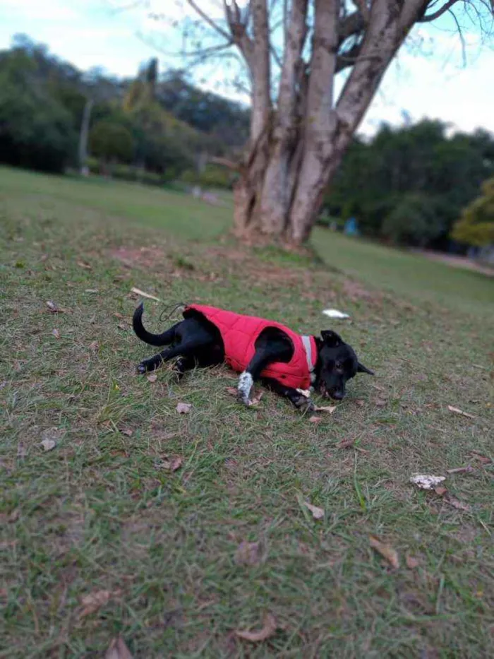 Cachorro ra a SRD idade 2 a 6 meses nome Negão