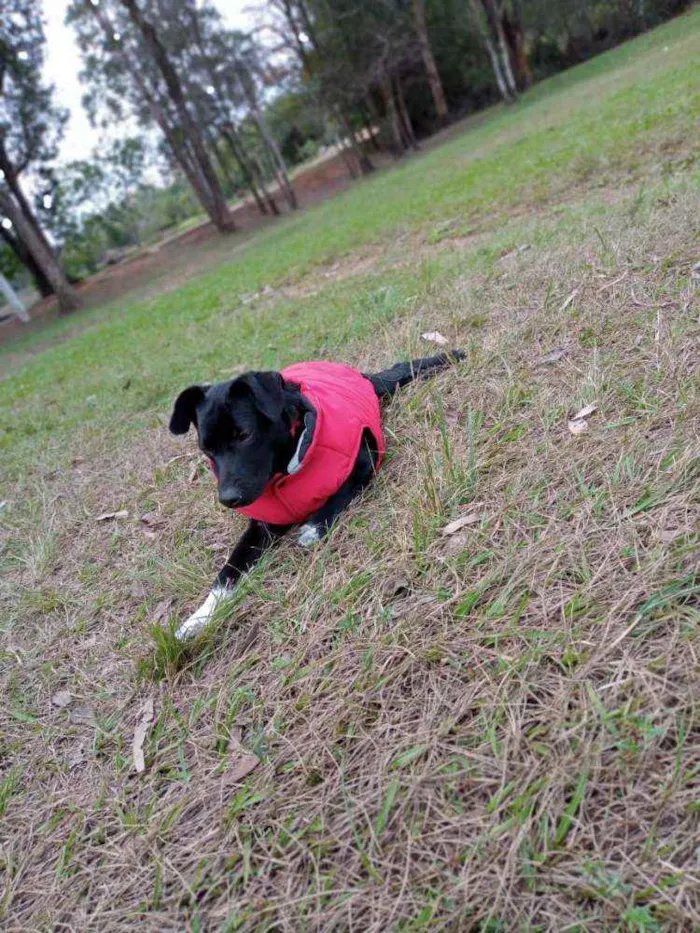 Cachorro ra a SRD idade 2 a 6 meses nome Negão