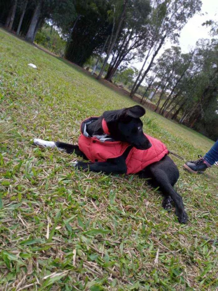 Cachorro ra a SRD idade 2 a 6 meses nome Negão