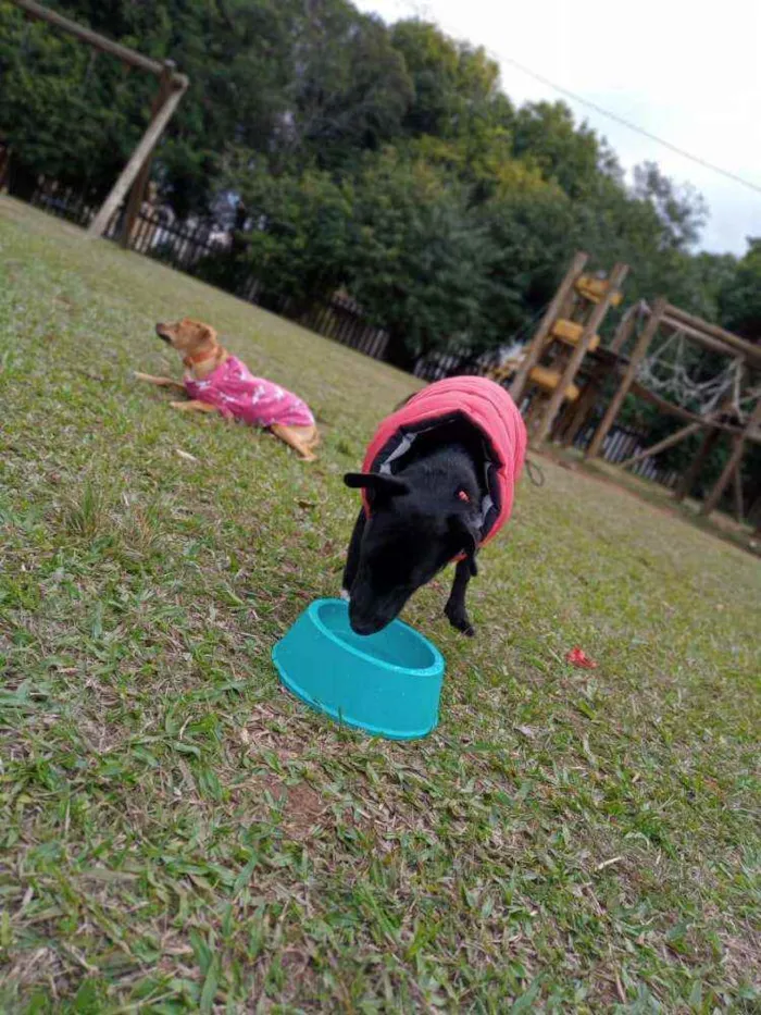 Cachorro ra a SRD idade 2 a 6 meses nome Negão