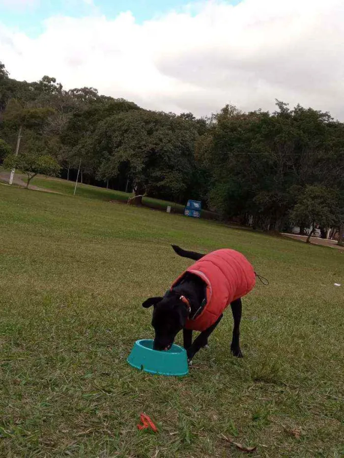 Cachorro ra a SRD idade 2 a 6 meses nome Negão