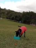 Negão