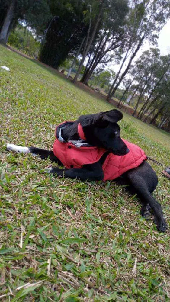Cachorro ra a SRD idade 2 a 6 meses nome Negão