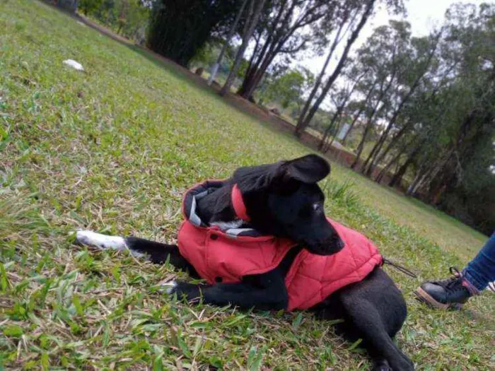 Cachorro ra a SRD idade 2 a 6 meses nome Negão
