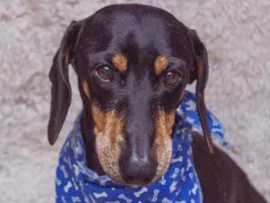 Cachorro raça Linguicinha idade 5 anos nome Gilberto 