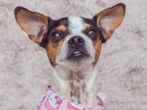 Cachorro raça SRD idade 3 anos nome Hope