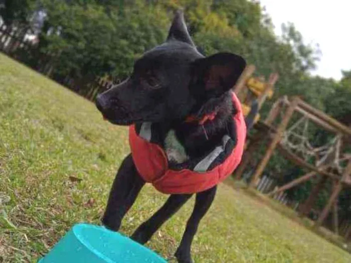 Cachorro ra a SRD idade 2 a 6 meses nome Negão