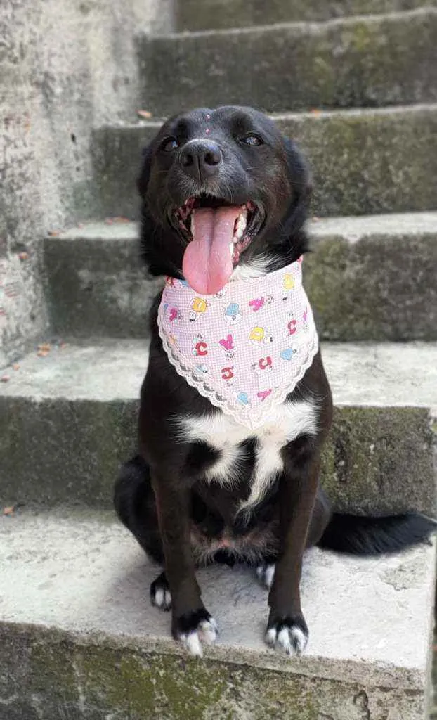 Cachorro ra a Srd idade 2 anos nome Charlote