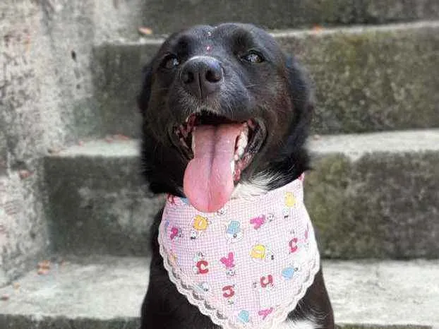 Cachorro ra a Srd idade 2 anos nome Charlote